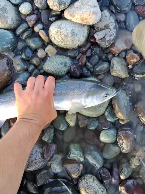 lil sockeye almost got away #sockeye #salmon #river #fishing #canada